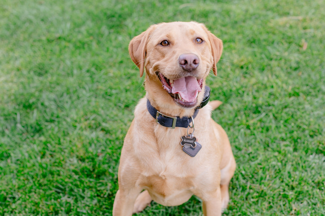 Are these homes pet-friendly?